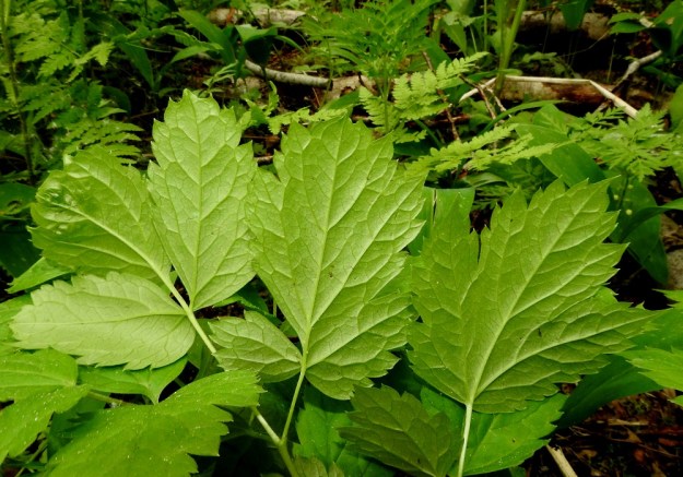 Actaea spicata - mustakonnanmarjan lehdykät ovat ruodillisia tai ruodittomia ja alta koholla olevia suonia myöten lyhytkarvaisia. EH, Kouvola, Kuusankoski, Lamminrannan ja Kasakkakallion välissä oleva Savonsuon vanha, peitetty teollisuuskaatopaikka-alue, joka laidoiltaan metsittynyt ja lehtoinen, 11.6.2017. Copyright Hannu Kämäräinen.