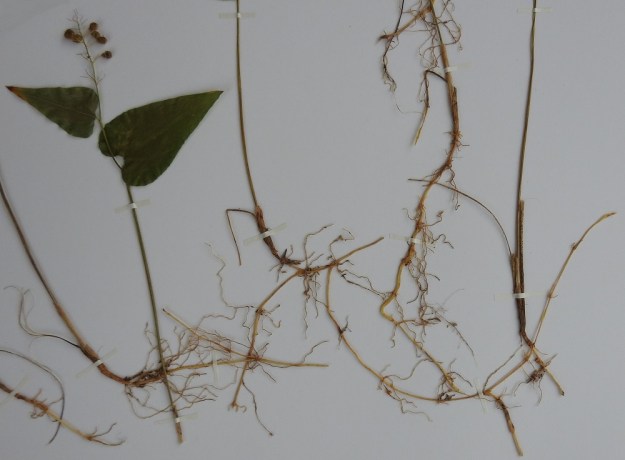 Maianthemum bifolium - (metsä)oravanmarjan varren tyvessä on pari väljää, tuppimaista ja lavatonta alalehteä. Juurakko on vaalea, ohut ja monijuurinen. Pääjuuri kasvattaa vaakatasossa levittäytyviä, ohuita ja nivelkohdistaan haarovia, kellertäviä maarönsyjä, joiden avulla laji muodostaa kasvustolaikkuja. EH, Hämeenlinna, Loimalahti, Hirsimäki, omakotialueen ja maakaasulinjan välinen, kuusivaltainen metsä, 21.6.2006 ja 5.8.2006. Kuva näytteestä, copyright Hannu Kämäräinen.