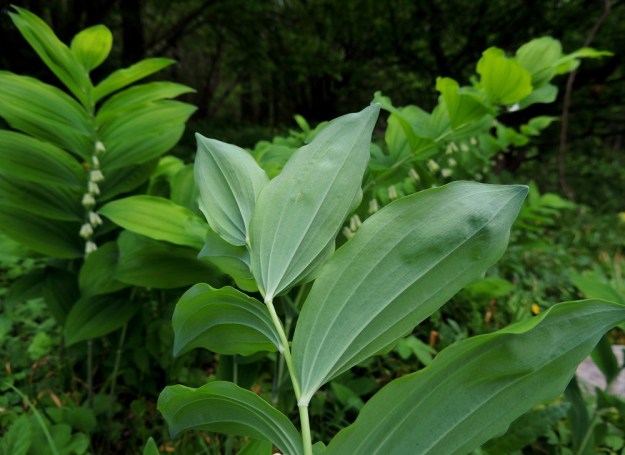 Polygonatum multiflorum - lehtokielon lehdet ovat tupettomia ja lähes tai aivan ruodittomia. Lehti on silposuoninen ja alta sinivihreä. Alapinnalla suonet ovat koholla. A, Jomala, Ramsholm, luonnonsuojelualue, niemen keskiosa, läntinen rantaniitty, 29.5.2013. Copyright Hannu Kämäräinen.