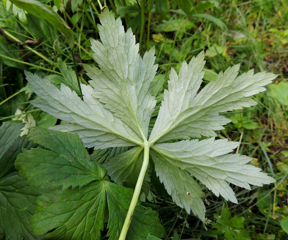 Trollius europaeus - (niitty)kulleron lehtien lapa on koko kasvin tavoin kalju ja päältä vihreä tai tummanvihreä sekä alta vaaleampi tai harmaanvihreä. EnL, Enontekiö, Kilpisjärvi, Saanan luoteisrinteelle vievän polun varsi, tunturikoivikko, 555 m mpy, 16.7.2013. Copyright Hannu Kämäräinen.