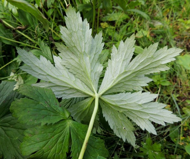 Trollius europaeus - (niitty)kulleron lehtien lapa on koko kasvin tavoin kalju ja päältä vihreä tai tummanvihreä sekä alta vaaleampi tai harmaanvihreä. EnL, Enontekiö, Kilpisjärvi, Saanan luoteisrinteelle vievän polun varsi, tunturikoivikko, 555 m mpy, 16.7.2013. Copyright Hannu Kämäräinen.