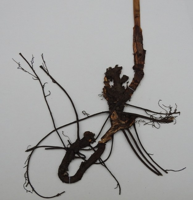 Actaea spicata - mustakonnanmarjan juurakko on lyhyehkö, viisto, tummanruskea ja puutunut sekä pitkäjuurinen. EH, Hämeenlinna, Pullerinmäki, Ahvenistonharjun rehevähkö koillisrinne moottoriradan kohdalla, 19.6.1985. Kuva näytteestä, copyright Hannu Kämäräinen.