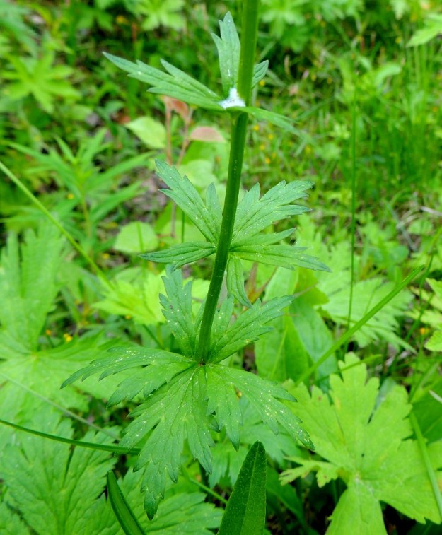 Trollius europaeus - (niitty)kulleron ylemmät varsilehdet ovat ruodittomia. Niiden lapa on tyvilehtiä pienempi ja ylimmissä lehdissä vähemmän sekä kapeammin liuskainen. Ks, Kuusamo, Liikasenvaara, kylän läpi vievän tien laitaniitty, 14.7.2015. Copyright Hannu Kämäräinen.