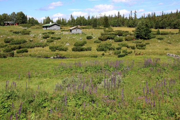 Aconitum lycoctonum subsp. septentrionale - hukanukonhattu subsp. lehtoukonhattu on aika yleinen ja laajalle levinnyt Ruotsissa ja Norjassa, Skandien tunturiseudulla, jossa se kasvaa ylänköniityillä ja -rinteillä. Norja, HE, Hedmark, Åmot, Rena, Mykleby seter, vanha tunturiseudun erämaakylä, 17.7.2010. Copyright Hannu Kämäräinen.