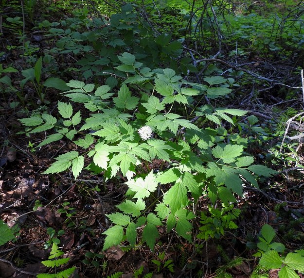 Actaea erythrocarpa - punakonnanmarja on Suomessa pohjoinen kasvi. Se kasvaa erityisesti kuivahkoissa lehtometsissä, kallioseinämien juurilla, purojen varsilla ja rantatörmillä. Laji on kalkinsuosija. Ks, Kuusamo, Käylä, Oulangan kansallispuisto, Oulankajoen eteläpuolen rantametsä Kiutakönkään kohdalla, 14.6.2019. Copyright Hannu Kämäräinen.