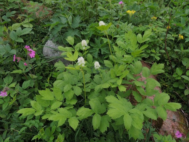 Actaea spicata - mustakonnanmarja kasvaa useimmiten tuoreissa ja kuivahkoissa lehtometsissä sekä kuvan tavoin myös riittävän varjoisilla lehtoniityillä. A, Lemland, eteläpää, Björkö, Grillskärin niemi, lehtoniitty, 1.6.2013. Copyright Hannu Kämäräinen.