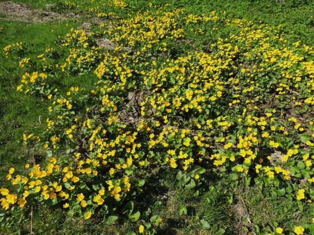 Caltha palustris subsp. palustris - (luhta)rentukka subsp. rantarentukka saattaa kosteilla merenrantaniityillä levitä laajoiksi ja tiheiksi kasvustoiksi. A, Jomala, Ramsholm, luonnonsuojelualue, pohjoisosan merenrantaniitty, 25.5.2013. Copyright Hannu Kämäräinen.