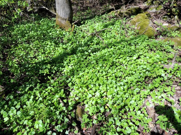 Ficaria verna (Ranunculus ficaria) - mukulaleinikki voi turvonneiden juuriensa ja itusilmujensa avulla levitä kasvullisesti laajoiksi ja mattomaisiksi kasvustoiksi. Varjostavalla metsäpohjalla kukinta usein jää vähäisemmäksi. EH, Hattula, Metsänkylä, Vanajaveden Metsänkylänlahden rannan kynäjalavalehto, 17.5.2014. Copyright Hannu Kämäräinen.
