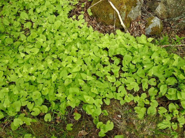 Maianthemum bifolium - (metsä)oravanmarja muodostaa tiheitäkin kasvustolaikkuja levittäytyvän juuristonsa avulla. Kevätkaudella yleisväri on varsinkin valoisammilla paikoilla vaaleanvihreä. EH, Hattula, Lepaa, Lepaanvirran rantapenger puutarhaoppilaitoksen kohdalla, 31.5.2021. Copyright Hannu Kämäräinen.