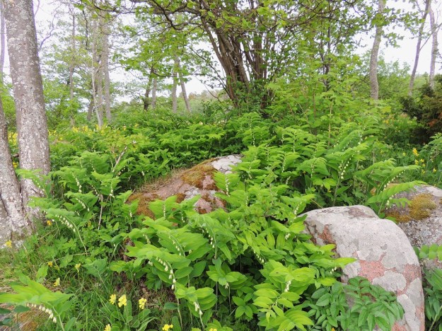 Polygonatum multiflorum - lehtokielo kasvaa suomalaisen nimensä mukaisesti mm. lehdoissa ja lehtoniityillä. Se leviää tehokkaimmin kasvullisesti vaakasuoran juuristonsa avulla ja muodostaa usein tiheitä kasvustoja. Kuvassa seuralaisina mm. pähkinäpensas, Corylus avellana ja kevätesikko, Primula veris. A, Jomala, Ramsholm, luonnonsuojelualue, niemen eteläpää, rantaniityn laide, 29.5.2013. Copyright Hannu Kämäräinen.