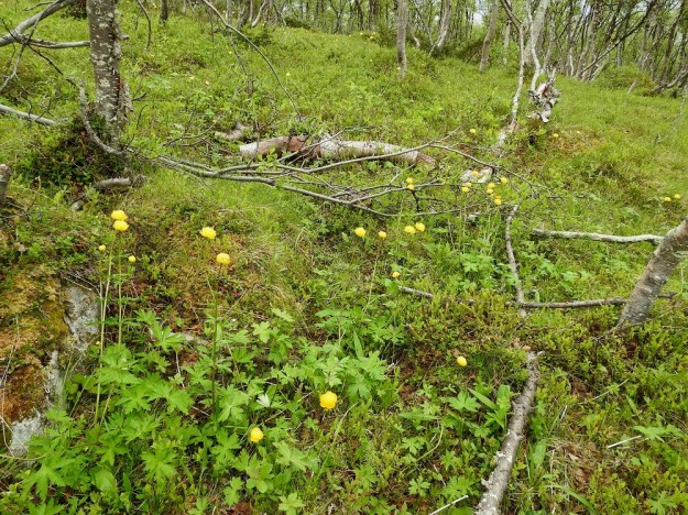 Trollius europaeus - (niitty)kulleron kasvumaata ovat mm. valoisat tunturikoivikot, joihin se levittäytyy yksittäin tai muutaman varren ryhminä. EnL, Enontekiö, Kilpisjärvi, Saanan luoteisrinteelle vievän polun varsi, 585 m mpy, 5.7.2018. Copyright Hannu Kämäräinen.