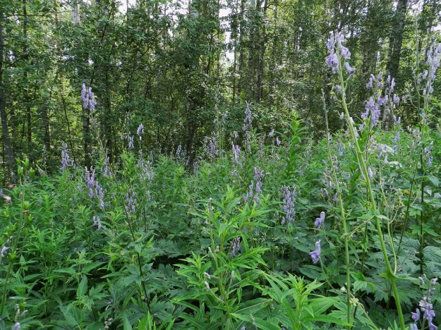 Aconitum lycoctonum subsp. septentrionale - lehtoukonhatulla on Suomessa vain kymmenen luontaista kasvupaikkaa, jotka kaikki ovat Pohjois-Karjalan eliömaakunnassa. Päälevinneisyysalue ulottuu Keski-Aasiasta Venäjän länsiosiin ja sen reuna nipin napin Suomen puolelle. Ruotsin ja Norjan esiintymät muodostavat erillisen saarekkeen. Lehtoukonhattu muodostaa usein tiheitä ja laajojakin kasvustoja. Se on vankkavartinen ja jopa kaksi metriä korkea. Kukinto on varsipäätteinen ja usein alaosastaan haarova, harsuhko, tähkämäinen terttu. PK, Kitee, Papinniemi, Aconitum-lehto, lehdon läpi kulkevan metsätien laita, 11.7.2011. Ellei toisin mainita, kuvat ovat tältä samalta kasvupaikalta. Copyright Hannu Kämäräinen.