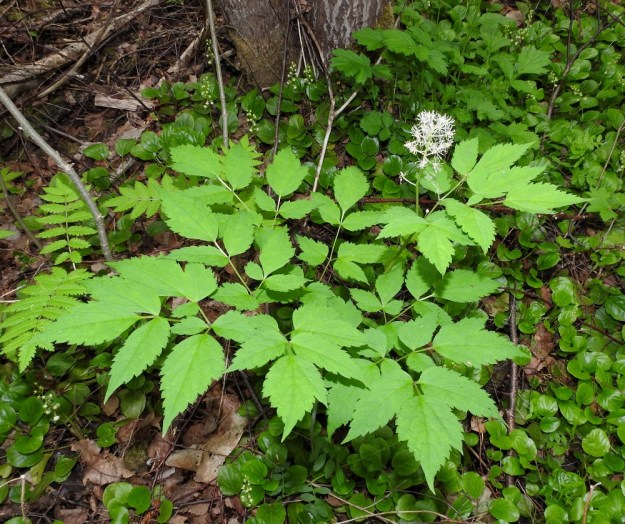 Actaea rubra - lännenkonnanmarja on roteva ja tavallisesti noin 30-80 cm korkea (kuvan kukkavarsi noin 70 cm). Useampaan kertaan jakautuvia varsilehtiä on yleensä 2-3. Kuvassa seuralaisena mm. runsas etelänisotalvikki, Pyrola rotundifolia subsp. rotundifolia. EH, Kouvola, Kuusankoski, Voikkaa, vanha ratapiha-alue, metsittynyt, entinen puutavarakenttä, 11.6.2017. Copyright Hannu Kämäräinen.
