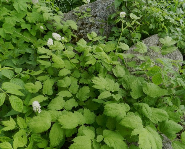 Actaea spicata - mustakonnanmarja kasvaa usein monivartisina ja -lehtisinä kasvustoina. Lehdet ovat alkuvaiheessa usein vaaleahkonvihreät ja tummenevat kesän myötä. Värisävyyn vaikuttaa myös kasvupaikan varjostus tai valoisuus. EH, Pälkäne, rauniokirkko, kirkkotarhan etelälaita, 4.6.2012. Copyright Hannu Kämäräinen.
