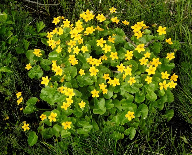 Caltha palustris subsp. palustris - (luhta)rentukka subsp. rantarentukka tyypillisimmillään muodostaa tiheitä ja runsaasti kukkivia kasvustomättäitä. Eteläisemmässä Suomessa se on keväinen kukkija, joka esim. maantienojassa ei jää huomaamatta. Lapissa sen voi löytää aurinkoiseltakin paikalta täydessä kukassa vielä hyvän matkaa heinäkuussakin. EnL, Enontekiö, Kilpisjärvi, Käsivarrentien laita Retkeilykeskuksen pohjoispuolella, tunturipuro, joka laskee maantienojaan, 485 m mpy, YKJ 9.7.2018. Copyright Hannu Kämäräinen.
