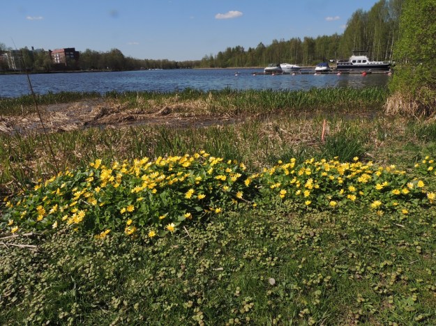 Ficaria verna (Ranunculus ficaria) - mukulaleinikki on tavallisesti noin 10-25 cm korkea. Se muodostaa riittävän avoimille ja valoisille paikoille runsaasti kukkivia laikkukasvustoja. EH, Hämeenlinna, Keinusaari, Vanajaveden ranta Varikonniemen eteläpuolella, 8.5.2016. Copyright Hannu Kämäräinen.