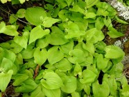 Maianthemum Bifolium Oravanmarja Mets oravanmarja Pohjolan Kasvien 