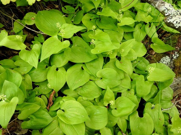 Maianthemum bifolium - (metsä)oravanmarjan juuristosta nousee kukkavarsien lisäksi runsaasti myös pitkäruotisia, varsista erillisiä aluslehtiä. EH, Hattula, Lepaa, Lepaanvirran rantapenger puutarhaoppilaitoksen kohdalla, 31.5.2021. Copyright Hannu Kämäräinen.