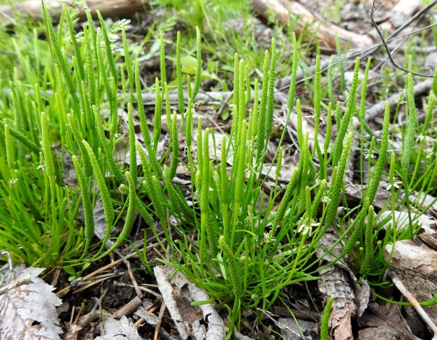Myosurus minimus - (hento)hiirenhäntä muodostaa usein tiheitä kasvustoja. Se on saanut tieteellisen ja suomalaisen sukunimensä hyvin erikoisesta kukkapohjuksestaan, joka pitenee tiiviin tähkämäiseksi. Näkymässä on yhtäläisyyksiä minikokoiseen meriratamoon, Plantago maritima, vaikka ratamoilla kukintorakenne onkin aivan erilainen. EH, Janakkala, Harviala, taimistoalue, 28.5.2019. Copyright Hannu Kämäräinen.