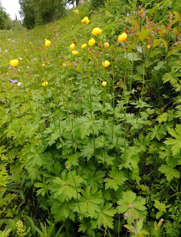 Trollius europaeus - (niitty)kullero on tavallisesti noin 30-70 cm korkea ja pystyvartinen. Erityisesti niittymäisillä, avoimilla paikoilla se voi muodostaa monikymmenvartisia, tiheitä kasvustoja. Varret ovat usein haarattomia ja yksikukkaisia. Ks, Kuusamo, Liikasenvaara, kylän läpi vievän tien laitaniitty, 14.7.2015. Copyright Hannu Kämäräinen.