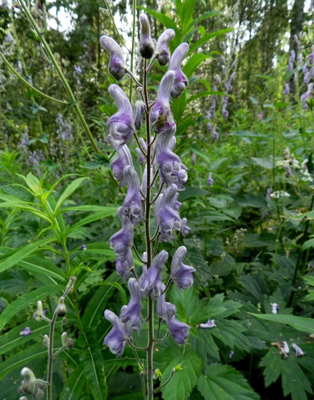 Aconitum lycoctonum subsp. septentrionale - hukanukonhatun subsp. lehtoukonhatun pääterttu on tavallisesti noin 15-50 cm pitkä ja noin 4-7 cm leveä. Kukat siinä ovat kierteisesti. 11.7.2011. Copyright Hannu Kämäräinen.
