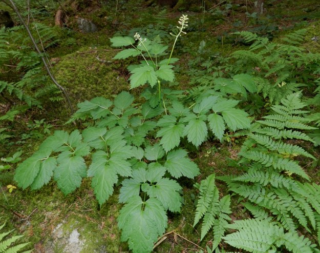 Actaea spicata - mustakonnanmarja on tavallisesti noin 30-70 cm korkea. Sen tyvilehdet ovat lavaltaan kookkaat, lähes tai aivan vaakatasoiset ja kolmiomaiset. Ne ovat kolmeen kertaan jakoiset. Kuvassa etualalla näkyy saman lehtilavan kolme päälehdykkää, joista kukin jakautuu vielä kaksi kertaa pienempiin lehdyköihin. Tyvilehtien lapa on pituuttaan leveämpi, yleensä noin 25-35 cm pitkä ja noin 30-40 cm leveä. Varsi on kärjestään yksikukintoinen tai kuten kuvassa, kaksikukintoinen. Harvemmin kukintoja voi olla kolmekin. EH, Hämeenlinna, Aulanko, Aulangonjärven lounaispuoli Lusikkaniemen kohdalla, rannasta nouseva lehtometsärinne, luonnonsuojelualue, 23.6.2012. Copyright Hannu Kämäräinen.
