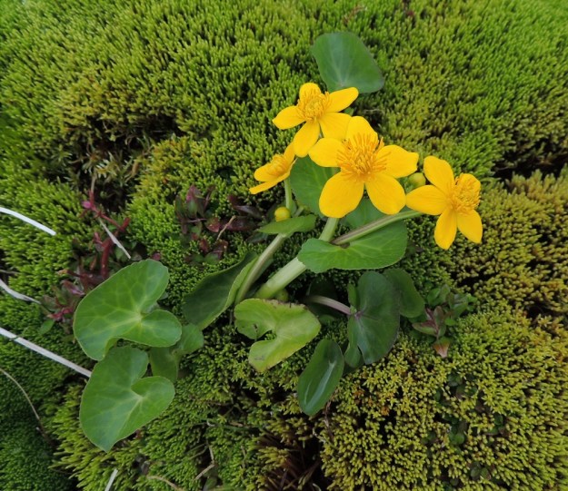 Caltha palustris subsp. palustris - (luhta)rentukka subsp. rantarentukka voi kasvaa myös yksittäin ja kasvupaikaksi käy suosammalikkokin. Merkille pantavaa on, että vielä Pohjois-Sallan korkeudellakin kukinta on tuoreessa vaiheessa heinäkuun puolivälissä. Kuvassa seuralaisena pohjanhorsma, Epilobium hornemannii. Ks, Salla, Tuntsa, (Ylä-Naruska), Auerma-aapa, UKK-reitin varsi maantien ja Pirunkirkon välillä, 15.7.2015. Copyright Hannu Kämäräinen.