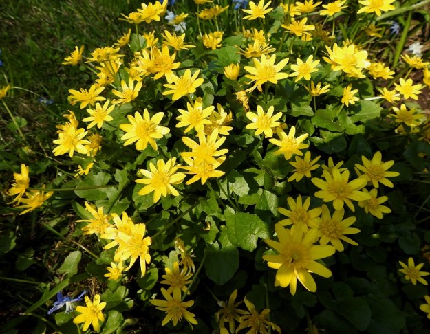 Ficaria verna - mukulaleinikin kukkien koko ja terälehtien määrä vaihtelee samassakin kasvustossa. Kukat ovat tavallisesti 20-30 mm läpimitaltaan. Terälehtiä on yleisimmin 8-10. Tosin kuvassa olevassa kasvustossakin on useampiakin kukkia, joiden terälehtiluku on 11. EH, Hämeenlinna, Voutila, Nummi, Loimalahdentien laitaruohikko, 13.5.2021. Copyright Hannu Kämäräinen.