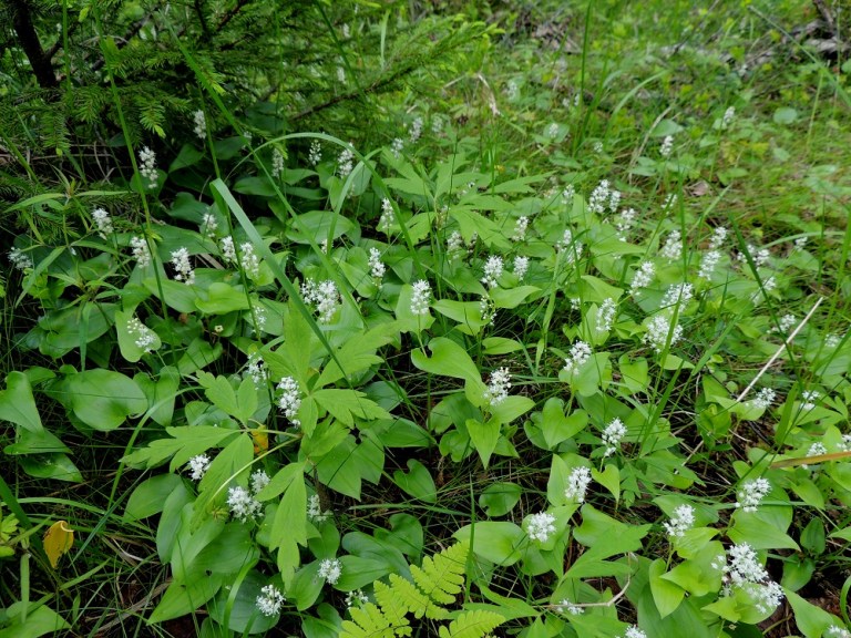 Maianthemum Bifolium Oravanmarja Mets oravanmarja Pohjolan Kasvien maianthemum-bifolium-oravanmarja-mets-oravanmarja-pohjolan-kasvien
