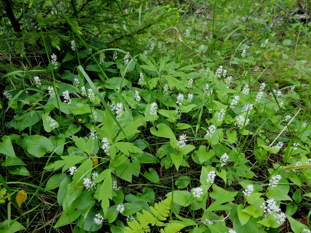 Maianthemum Bifolium Oravanmarja Mets oravanmarja Pohjolan Kasvien Maianthemum Bifolium Oravanmarja Mets oravanmarja Pohjolan Kasvien