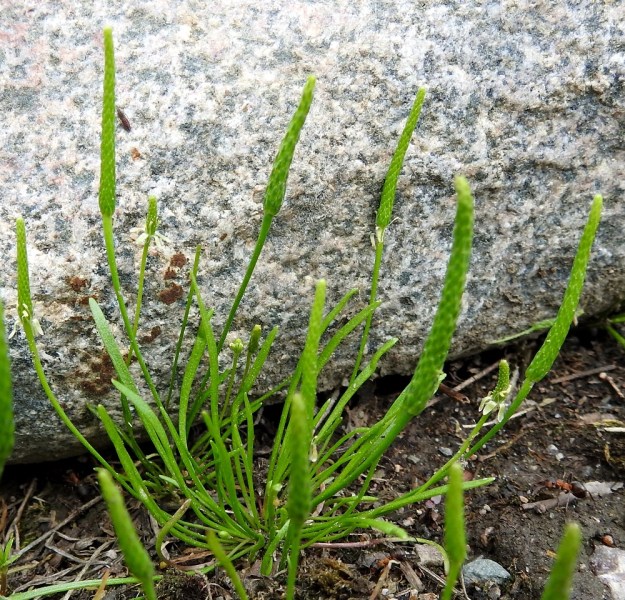 Myosurus minimus - (hento)hiirenhäntä on varreton kasvi. Kaikki lehdet ovat tyviruusukkeena ja kukat nousevat yksittäin suoraan pääjuuresta. Lehdet ovat nauhamaisen tasasoukat, ehytlaitaiset, tylpähköt ja ruodilliset sekä enimmillään noin 2 mm leveät. Ruoti on melkein lavan levyinen ja yhtymäkohtaa on lähes mahdoton havaita. EH, Janakkala, Harviala, taimistoalue, 28.5.2019. Copyright Hannu Kämäräinen.