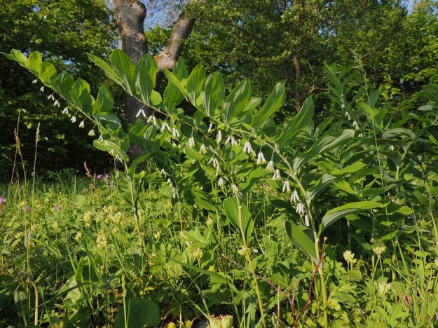 Polygonatum multiflorum - lehtokielon versoissa on tavallisesti 12-20 lehteä. Niistä ainakin yksi mutta usein kaksikin on verson puoliväliä alempana. Kalliokielolla, P. odoratum, kaikki lehdet sijoittuvat verson puolivälin yläpuolelle. A, Jomala, Ramsholm, luonnonsuojelualue, niemen eteläpää, rantaniitty, 7.6.2014. Copyright Hannu Kämäräinen.