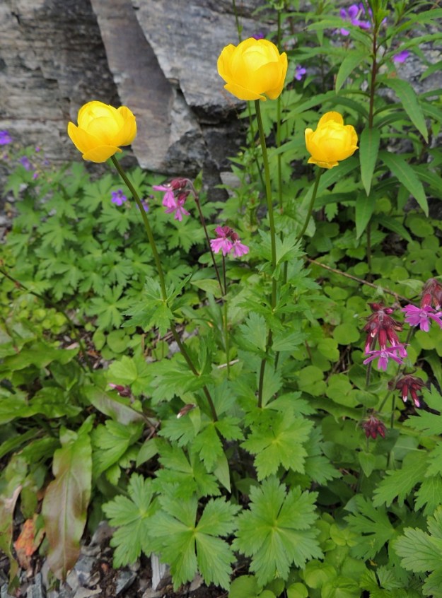Trollius europaeus - (niitty)kullerolla on pitkäruotisia tyvilehtiä ja ruodillisia tai ruodittomia varsilehtiä. Kirkkaankeltaiset kukat ovat yksittäin varren tai sen haarojen kärjessä. Kuvassa seuralaisina mm. puna-ailakki, Silene dioica, metsäkurjenpolvi, Geranium sylvaticum ja lapinsuolaheinä, Rumex lapponicus. EnL, Enontekiö, Kilpisjärvi, Mallan luonnonpuisto, Iso-Mallan eteläinen alarinne Kitsijoen Kitsiputouksen alapuolella, 650 m mpy, 19.7.2013. Copyright Hannu Kämäräinen.