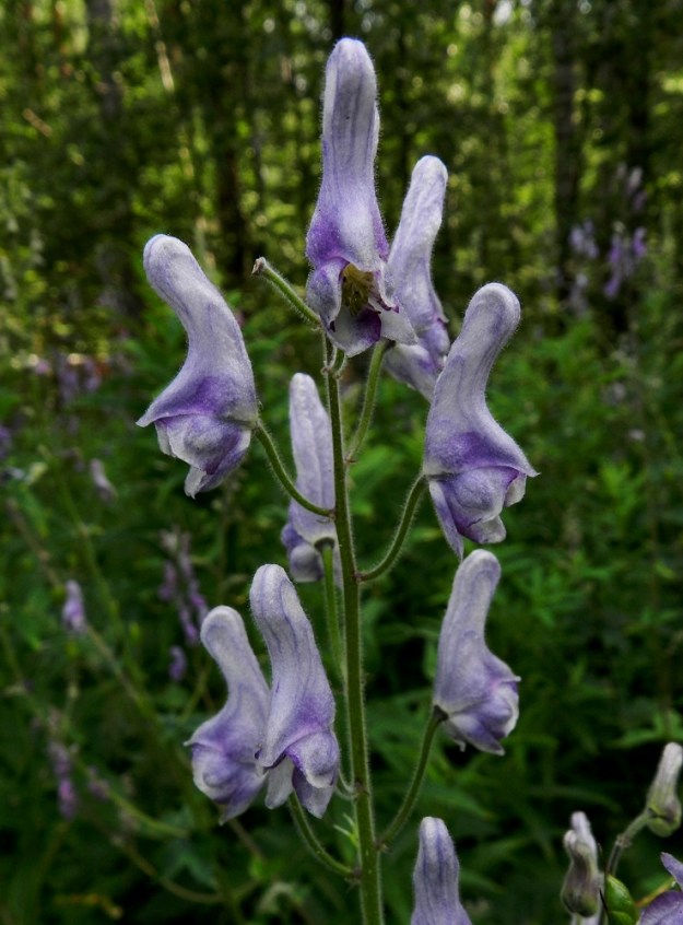 Aconitum lycoctonum subsp. septentrionale - hukanukonhatun subsp. lehtoukonhatun kukkien perä on tiheästi tahmeakarvainen ja yleensä kaareva sekä terttua ylöspäin lyheten tavallisesti noin 10-30 mm pitkä. Kukat ovat rakenteeltaan hyvin erikoiset. Päälle päin näkyy vain viisi verholehteä, joista ylin on kapeankorkea, kypärä- tai huppumainen ja suora- tai kaareva sekä keskeltä hieman kuroutunut. Se on yleensä noin 15-25 mm pitkä ja noin 3-8 mm leveä. Pituutta on yli kolme kertaa leveyteen nähden. 11.7.2011. Copyright Hannu Kämäräinen.