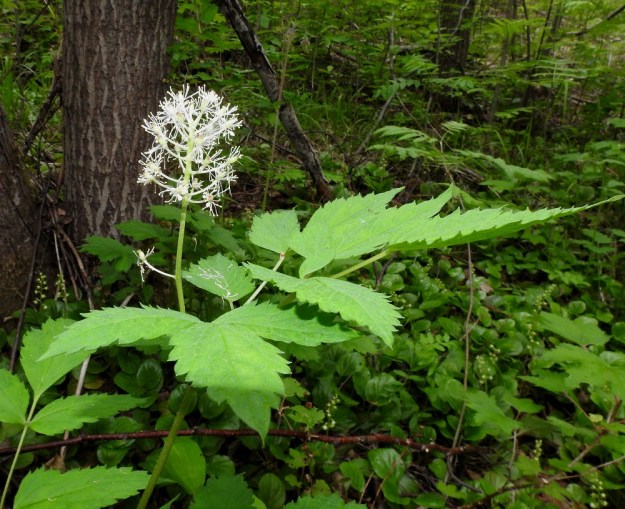 Actaea rubra - lännenkonnanmarjan kukinto on pysty, tiheä ja tähkämäinen terttu, joka on yleensä 20-40-kukkainen. Lisäksi tertun alapuolella on usein 1-2 erillistä kukkaa. Tiheä kukinto-osa on lähinnä munanmuotoinen ja tavallisesti noin 4,5-6,5 cm pitkä sekä noin 3,5-4,5 cm leveä. EH, Kouvola, Kuusankoski, Voikkaa, vanha ratapiha-alue, metsittynyt, entinen puutavarakenttä, 11.6.2017. Copyright Hannu Kämäräinen.