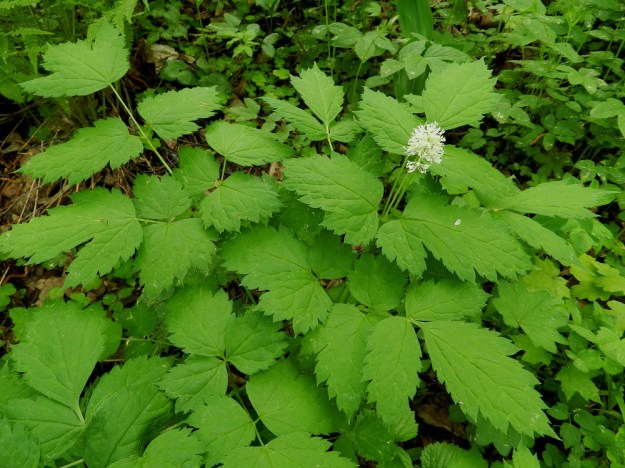 Actaea spicata - mustakonnanmarjan kukinto on reheviin ja laajoihin lehtiin nähden varsin vaatimaton. Toisinaan se jää lehtien keskelle eikä nouse niitä korkeammalle. EH, Hämeenlinna, Puistonmäki, Kaupunginpuisto, Vanajaveden rannasta nouseva lehtorinne, 1.6.2012. Copyright Hannu Kämäräinen.