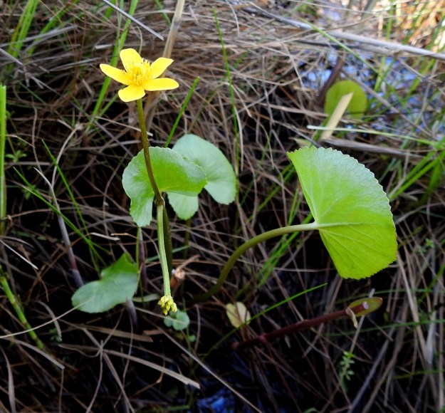 Caltha palustris subsp. palustris - (luhta)rentukka subsp. rantarentukka voi myös tyypillisellä rantaniityn kasvupaikalla muistuttaa monilta muodoiltaan ja mitoiltaan purorentukkaa, subsp. radicans. Kukkia on vain kaksi, kehälehdet ovat pienet ja kapeat, aluslehden ruoti on hyvin pitkä suhteessa varren pituuteen ja lehtilavat ovat ohuet. Tarkempi kukkakuva on kuvasarjassa jäljempänä. OP, Oulu, Haukipudas, Martinniemi, Kilpukkaperä, Villenniemen pohjoispuolinen merenrantaniitty, 13.6.2019. Copyright Hannu Kämäräinen.