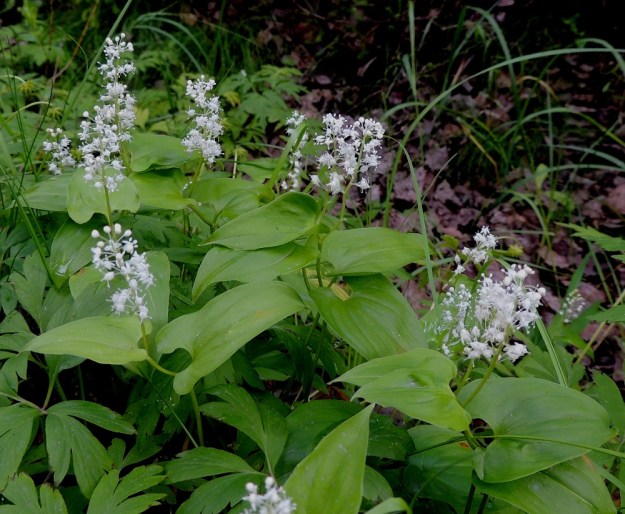 Maianthemum bifolium - (metsä)oravanmarja on tavallisesti noin 10-25 cm korkea. Varsi on pysty, ohut ja lehdekäs sekä lehtien kohdalta mutkainen. U, Hyvinkää, lounaiskulma, Hangonväylältä (tie 25) lähtevän Kalkkivuorentien laita, metsämaasto, 21.6.2015. Copyright Hannu Kämäräinen.