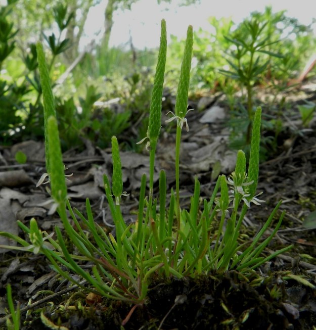 Myosurus minimus - (hento)hiirenhännän tiiviissä kasvustotuppaassa yksilörajat katoavat. Niin lehdet kuin kukatkin ovat pystyjä tai kohenevia. Usein vain muutaman sentin korkuisena kukkiva ja yleisväriltään vihreä kasvi jää helposti huomaamatta. EH, Janakkala, Harviala, taimistoalue, 20.5.2012. Copyright Hannu Kämäräinen.