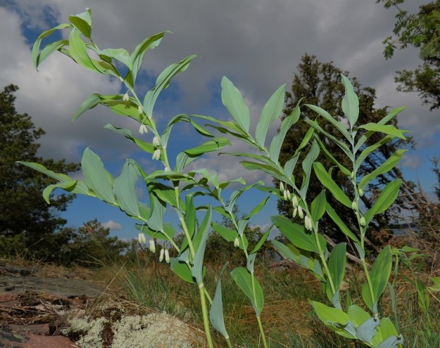 Polygonatum multiflorum - lehtokielo kasvaa toisinaan suomalaisesta nimestään huolimatta myös varsin kuivilla paikoilla, kuten kallioalueiden liepeillä. Silloin se muistuttaa paljon jo kalliokieloa, P. odoratum. Kuvassa olevien yksilöiden määritys tai lajipuhtaus ei jää kuitenkaan epäselväksi. Varret ovat alhaalta ylös asti liereät ja uurteettoman sileät toisin kuin kalliokielolla. Lisäksi alimmat lehdet ovat selvästi verson puoltaväliä alempana. A, Lemland, Styrsön ja Nåtön välinen Rödgrundet, jonka maantie lävistää, kallioketo, 27.5.2013. Copyright Hannu Kämäräinen.