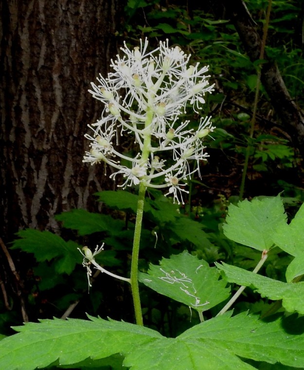 Actaea rubra - lännenkonnanmarjan tertun kukkaperät ovat ohuita, siirottavia ja noin 5-15 mm pitkiä. Verholehdet varisevat jo kukan avautuessa. Terälehdet puuttuvat kokonaan tai niitä on enintään kolme (näkyvillä kuvassa tertun alimmissa kukissa). Ne ovat noin 4 mm pitkät ja varisevat pian. Heteet muodostavat kukan näkyvimmän osan ja niitä on noin 15-20. Ne ovat noin 6-7 mm pitkät. Kuten kuvasta on nähtävissä, myös heteet varisevat heti siitepölyn luovutettuaan. Sikiäin on noin 3-4 mm pitkä ja litteän levymäinen luotti on sen kärjessä ilman näkyvää vartaloa. EH, Kouvola, Kuusankoski, Voikkaa, vanha ratapiha-alue, metsittynyt, entinen puutavarakenttä, 11.6.2017. Copyright Hannu Kämäräinen.