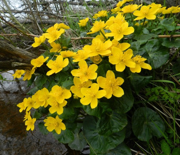 Caltha palustris subsp. palustris - (luhta)rentukan subsp. rantarentukan kukinto on harvahko, tasalakinen huiskilo, jossa on enimmillään 7-10 ja joskus jopa 15 kirkkaankeltaista kukkaa. Kun varret kasvavat lähekkäin, kukinnot limittyvät niin, ettei niiden rajoja voi havaita kuin varsia erottelemalla. EH, Hämeenlinna, Vuorentaka, Hämeen Härkätien varren laajan peltoaukean vesioja, 17.5.2012. Copyright Hannu Kämäräinen.