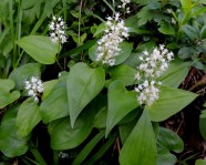 Maianthemum Bifolium Oravanmarja Mets oravanmarja Pohjolan Kasvien 