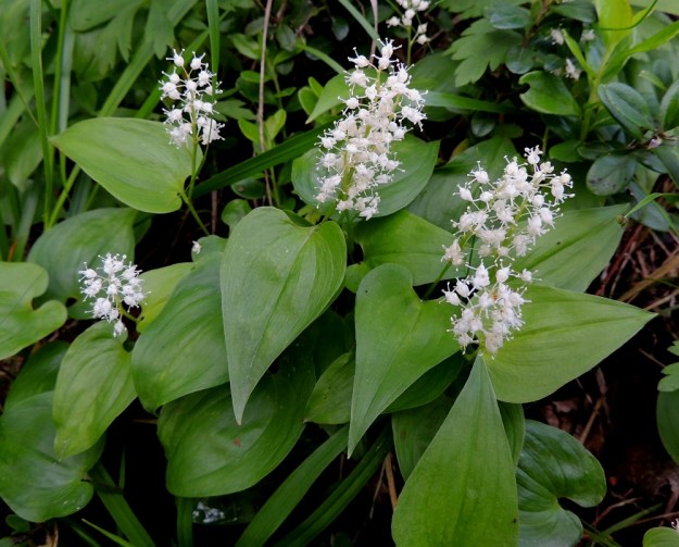 Maianthemum bifolium - (metsä)oravanmarjan varsiehdet ovat varren yläosassa kukinnon alapuolella. Lehtiruoti on yleensä noin 2-15 mm pitkä. Lehtilapa on leveämmän tai kapeamman herttamainen ja kärkeä kohti pitkältä matkalta suippeneva ja teräväkärkinen. Tyvilovi on yleensä matala ja leveä. Tyviliuskat ovat pyöristyneet. Lehtilapa on tavallisesti noin 2-6 cm pitkä ja leveimmältä kohtaa noin 1-4 cm leveä. U, Hyvinkää, lounaiskulma, Hangonväylältä (tie 25) lähtevän Kalkkivuorentien laita, metsämaasto, 21.6.2015. Copyright Hannu Kämäräinen.