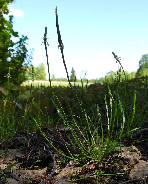 Myosurus minimus - (hento)hiirenhäntä voi hedelmävaiheessa olla enimmillään noin 15 cm pitkä ja lehtien maksimipituus on noin 10 cm. EH, Hattula, Sattula, Kukkola, herukkatarhan laide, 29.5.2021. Copyright Hannu Kämäräinen.