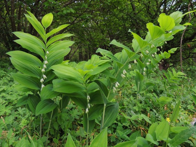 Polygonatum multiflorum - lehtokielo on omimmassa ympäristössään, lehdoissa ja lehtoniityillä, yleensä reheväkasvuinen. Lehdet sijaitsevat versolla kierteisesti kahdessa rivissä niin, että kärkeä lukuun ottamatta ne suuntautuvat sivulle ja yläviistoon. A, Jomala, Ramsholm, luonnonsuojelualue, niemen keskiosa, läntinen rantaniitty, 29.5.2013. Copyright Hannu Kämäräinen.