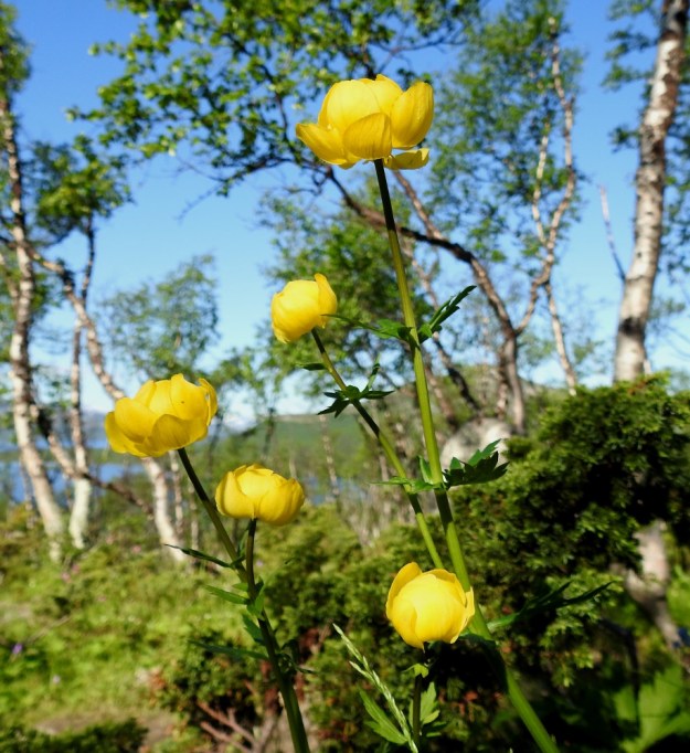 Trollius europaeus - (niitty)kulleron kukan näkyvimmän osan muodostavat verholehdet, jotka kietoutuvat keräkaalimaisesti kukan sisempien osien ympärille. Kulleron ruotsalainen nimi onkin voipallo. Kukka on litteän palleromainen, tavallisesti noin 25-40 mm leveä ja noin 15-30 mm korkea. Latvan sivuhaaroissa olevat kukat jäävät yleensä päävarren kukkaa pienemmiksi. EnL, Enontekiö, Kilpisjärvi, Saanan luoteisrinteelle vievän polun varsi, tunturikoivikko, 535 m mpy, 5.7.2018. Copyright Hannu Kämäräinen.