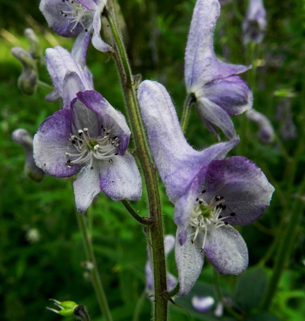Aconitum lycoctonum subsp. septentrionale - hukanukonhatun subsp. lehtoukonhatun kukan verholehdet ovat siirottavakarvaiset. Ylin verholehti muistuttaa korkeakupuista hattua tai kypärää, johon myös suomalainen sukunimi viittaa. Pölytys on pitkälle erikoistunut. Mesivarannot sijaitsevat ylimmän verholehden umpiperässä, jonne ulottuvat vain muutamat kimalaislajit, jotka ahtaaseen kupuun kurkotellessaan samalla rähmeltävät heteiden ja emien päällä ja pölyttävät turkissaan kulkeutuvalla siitepölyllä kukan. 11.7.2011. Copyright Hannu Kämäräinen.
