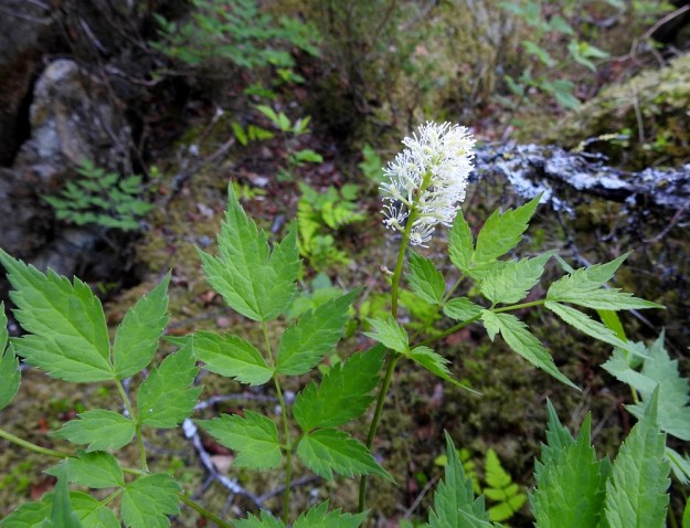 Actaea erythrocarpa - punakonnanmarjan tähkämäinen kukintoterttu on varren tai sen haarojen kärjessä. Se on pysty, tiheä ja yleensä 10-30-kukkainen. Lisäksi tertun alapuolella on usein yksi tai kaksi erillistä kukkaa tai toisinaan muutaman kukan sivuterttu. Tiheä kukinto-osa on tavallisesti noin 2-4 cm pitkä ja noin 1,5-2,5 cm leveä. Ks, Kuusamo, Juuma, Ala-Juuma-järven koilliskulma, mm. Myllykoskelle ja Jyrävälle vievän polun alussa olevan, jyrkkäseinämäisen rantakallion sivu, 15.6.2019. Kuva Hannu Kämäräinen.