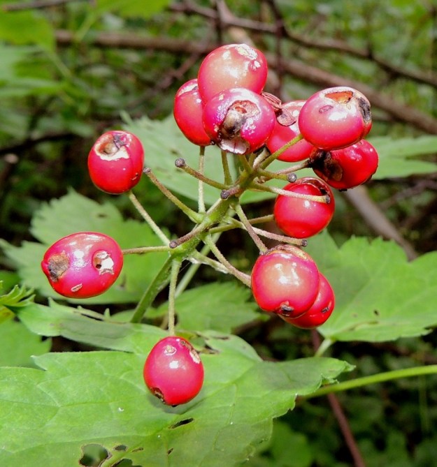 Actaea rubra - lännenkonnanmarjan pölyttäjinä todennäköisesti toimivat samat kärpäs- ja kovakuoriaislajit kuin mustakonnanmarjallakin, A. spicata. Myös itsepölytys lisännee marjasatoa. Kuvan tertussa yli puolet kukista on kehittynyt marjaksi asti. Pisimmät hedelmäperät ovat noin 20 mm, kun punakonnanmarjalla, A. erythrocarpa, ne ovat tavallisesti enintään 10 mm. Perä on hedelmävaiheessa vihreä tai punertava ja muiden konnanmarjalajien tavoin hienokarvainen. EH, Kouvola, Kuusankoski, Voikkaa, vanha ratapiha-alue, metsittynyt, entinen puutavarakenttä, 27.7.2015. Copyright Hannu Kämäräinen.